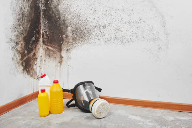 Best Residential Mold Removal  in Combine, TX