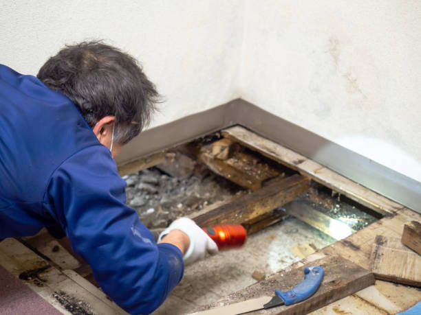 Best Mold Cleaning Services  in Combine, TX