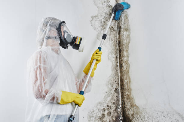 Best Home Mold Removal  in Combine, TX