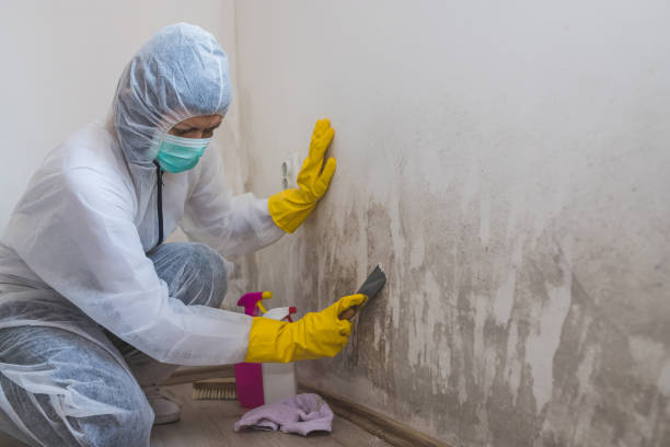 Best Mold Remediation  in Combine, TX