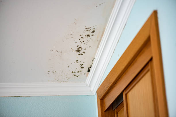 Best Mold Damage Repair  in Combine, TX