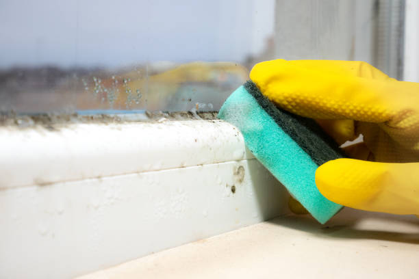 Best Office Mold Removal Services  in Combine, TX