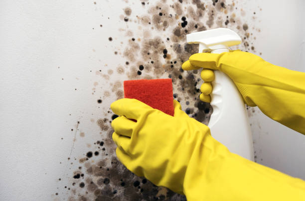 Best Professional Mold Removal  in Combine, TX