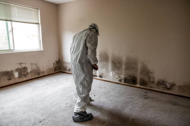 Professional Mold Removal in Combine, TX