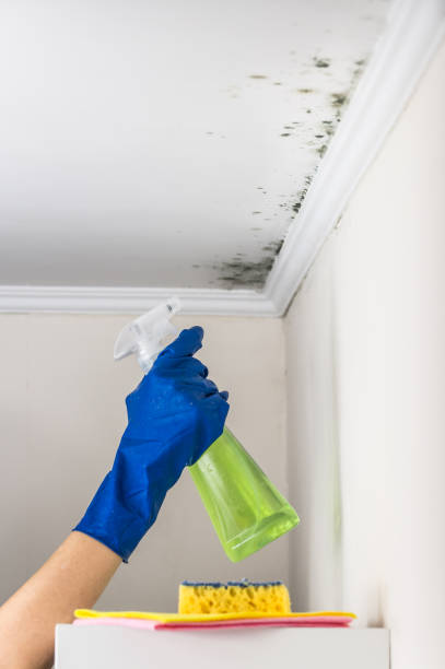 Best Same-Day Mold Removal  in Combine, TX